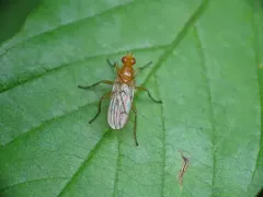Dryomyza simplex thumbnail 1