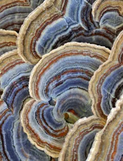 turkey-tail thumbnail 2