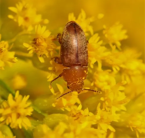 Antherophagus ochraceus