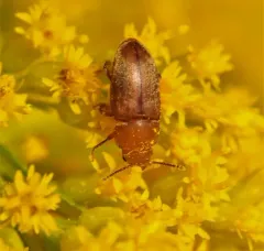 Antherophagus ochraceus thumbnail 1