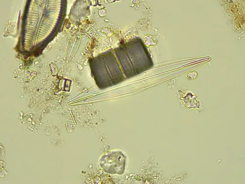 Amphipleura pellucida