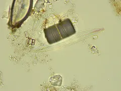 Amphipleura pellucida thumbnail 1
