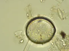 Pleurosira laevis thumbnail 2