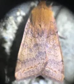 Footpath Sallow thumbnail 2