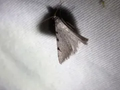 Digrammia triviata thumbnail 1