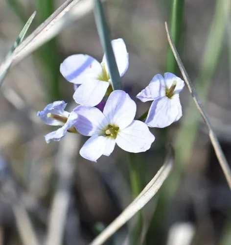 northern field bittercress