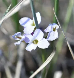northern field bittercress thumbnail 1