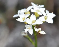 Richardson's bittercress thumbnail 1