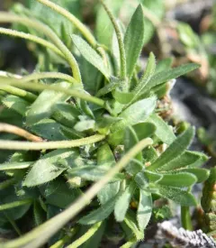 Milky Whitlow-grass thumbnail 1