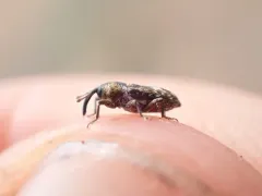 beet petiole borer thumbnail 2