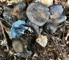 blue polypore thumbnail 3