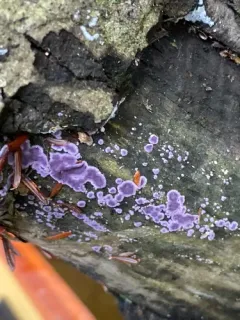 Phlebiopsis crassa thumbnail 3