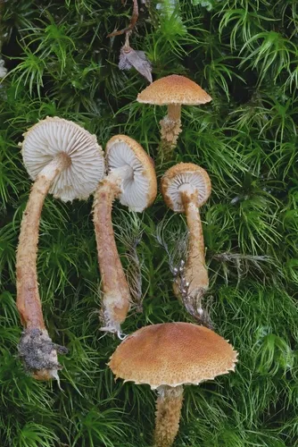 pine powdercap