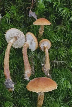 pine powdercap thumbnail 1