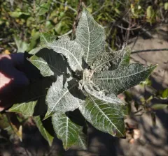 sand dune willow thumbnail 4