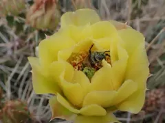 Diadasia australis thumbnail 1