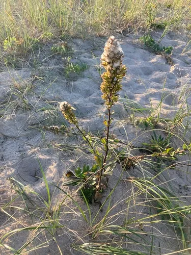 Solidago psammophila