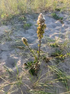 Solidago psammophila thumbnail 1