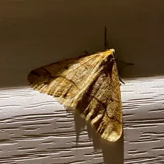 Linden Looper Moth thumbnail 3