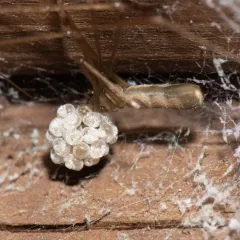Opilion-like Cellar Spider thumbnail 2