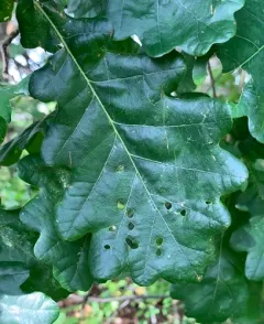 Oak Shothole Leafminer thumbnail 4