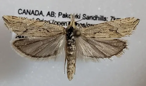 Eucosma montanana