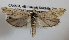 Eucosma montanana thumbnail 1