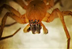 Canada Sac Spider thumbnail 3