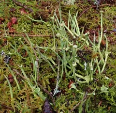 Giant Cladonia Lichen thumbnail 3