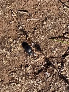 Stenomorpha puncticollis thumbnail 3