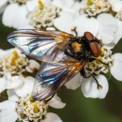 Phasia aurulans thumbnail 4