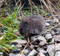 Western Heather Vole thumbnail 3