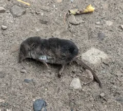 Arctic Shrew thumbnail 2