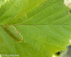 Phyllonorycter intermixta thumbnail 4