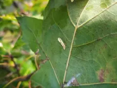 Otiocerus amyotii thumbnail 1