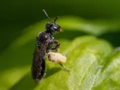 Ground-cherry Fairy Bee thumbnail 2
