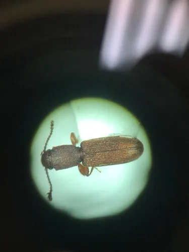 Cathartosilvanus imbellis
