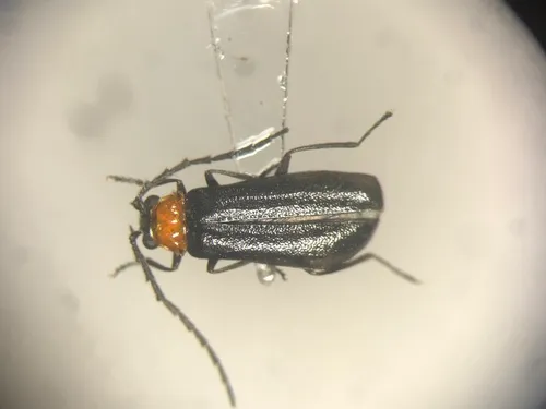 Silis spathulata