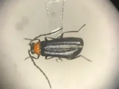 Silis spathulata thumbnail 1