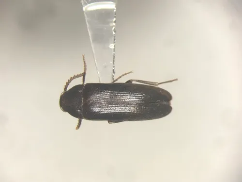 Hallomenus serricornis