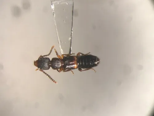 Sunius confluentus
