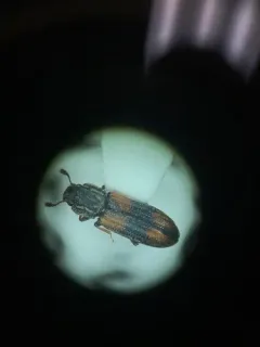 Crenate Cylindrical Bark Beetle thumbnail 3