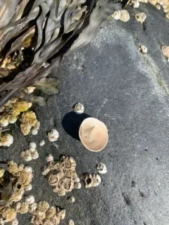 Cup-and-saucer Limpet thumbnail 2