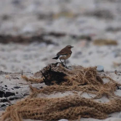 Northern Wheatear