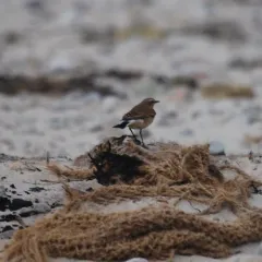 Northern Wheatear thumbnail 1
