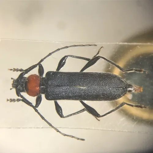Pronocera collaris