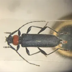 Pronocera collaris thumbnail 1