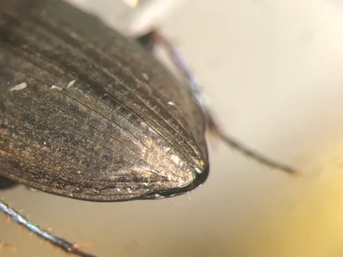 Amara patruelis