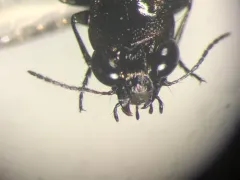 Notiophilus aquaticus thumbnail 1
