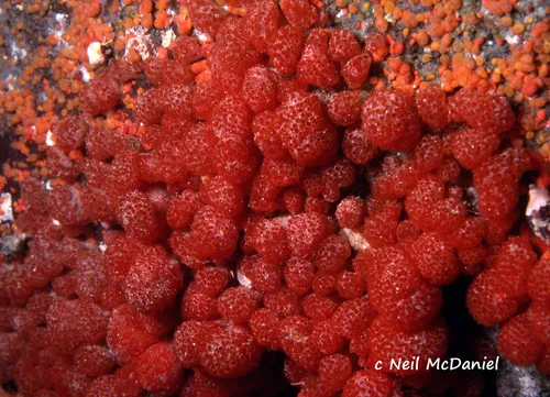 Red Mushroom Compound Tunicate